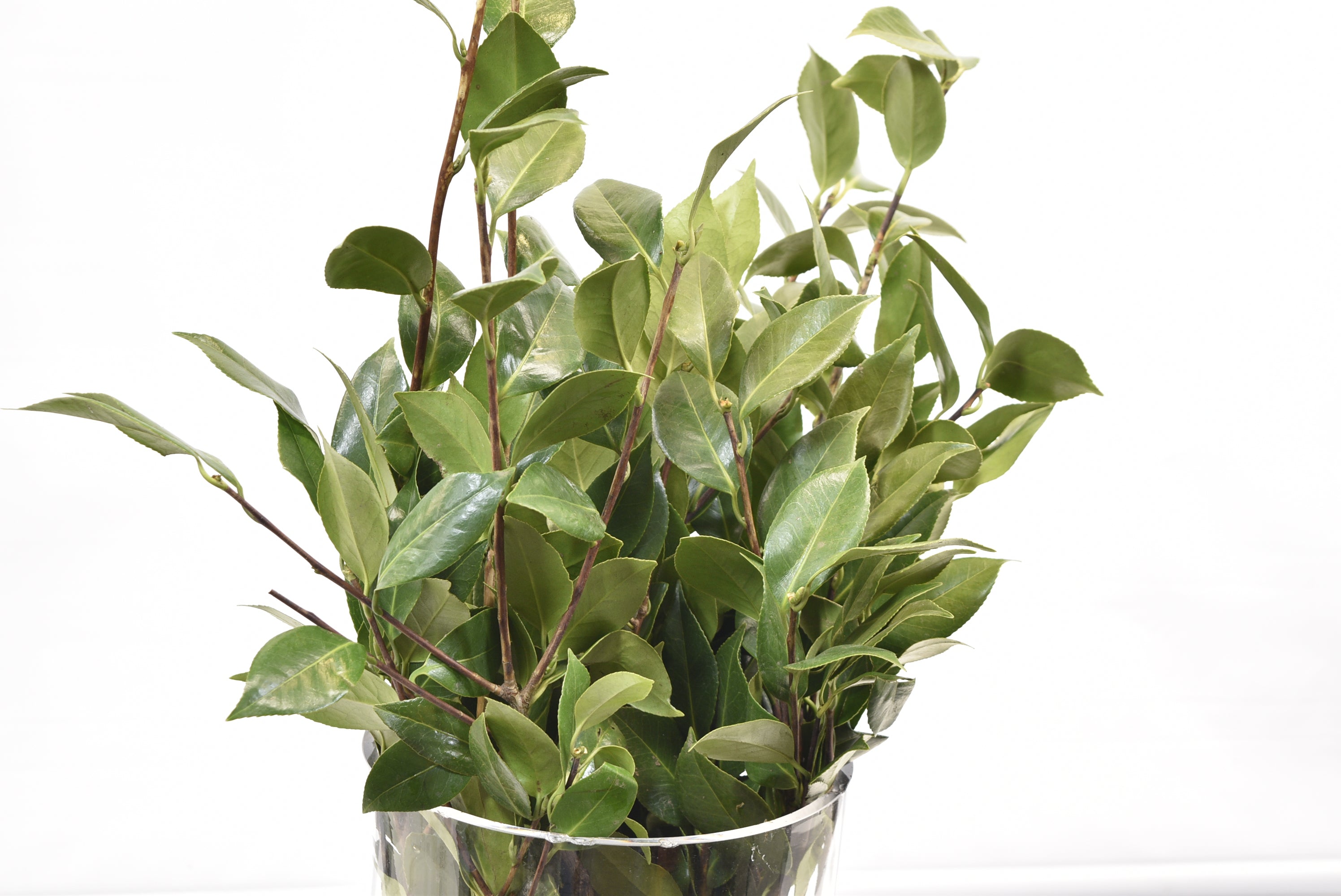 CAMELIA 500g 