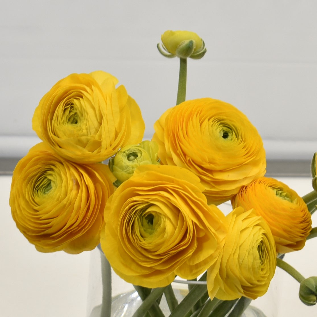 RANUNCULUS YELLOW 