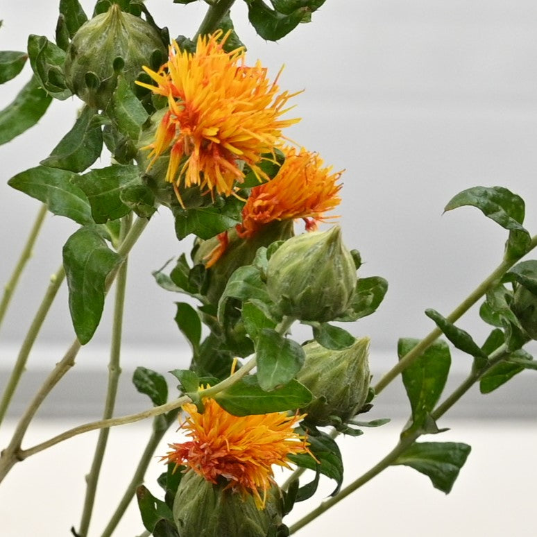 CARTHAMUS 
