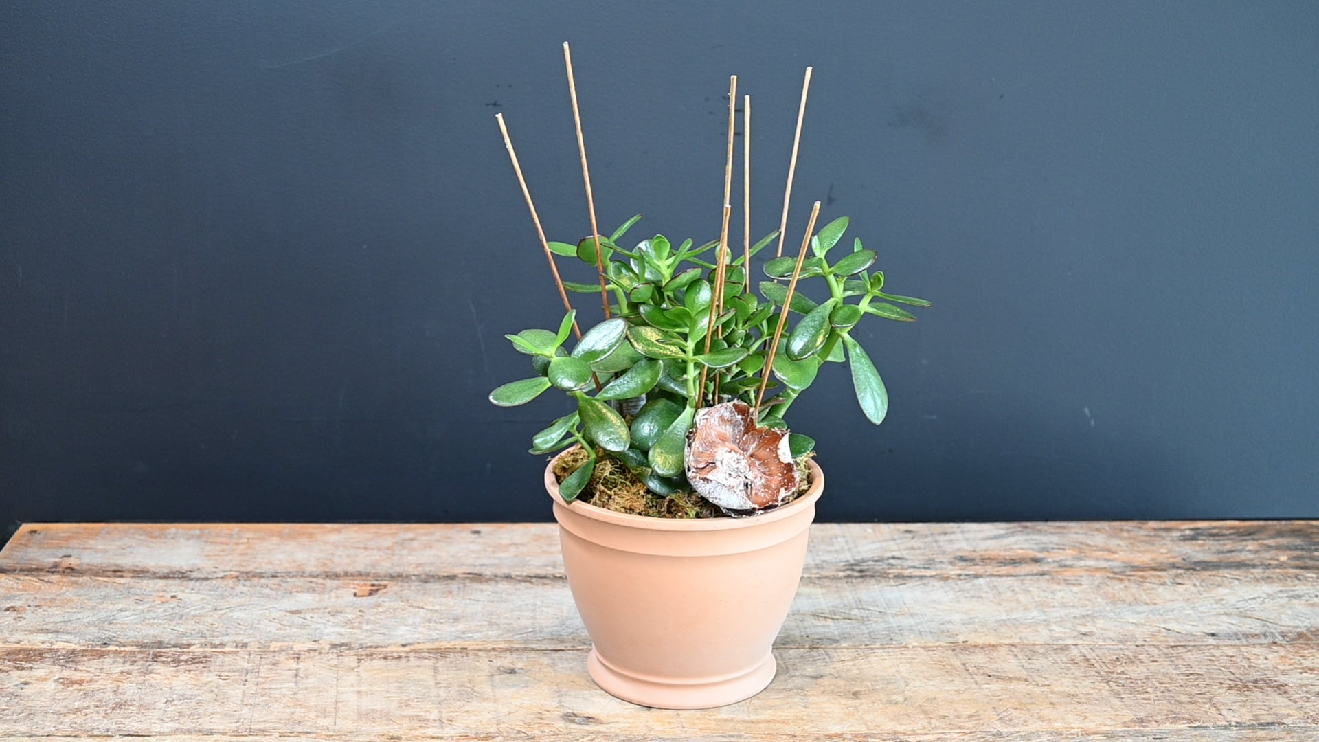 Jade Harvest 