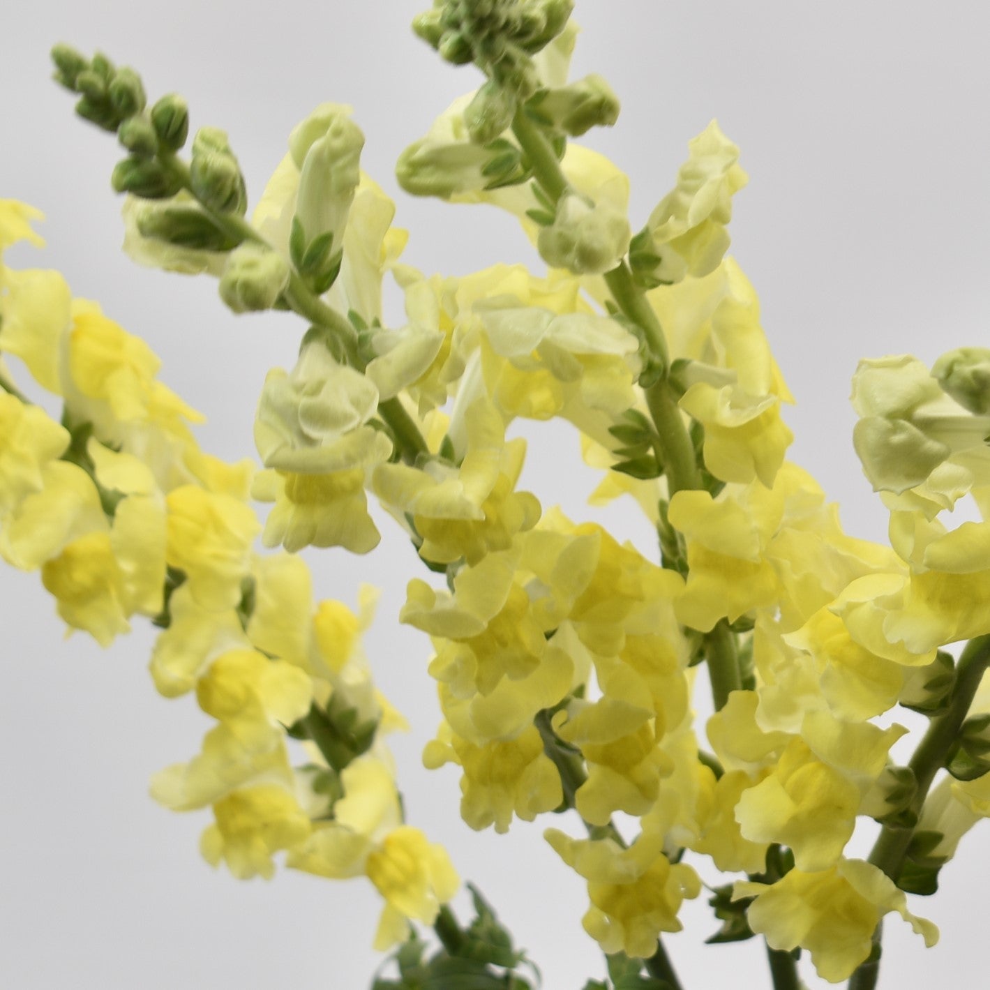 SNAPDRAGON YELLOW LONG 