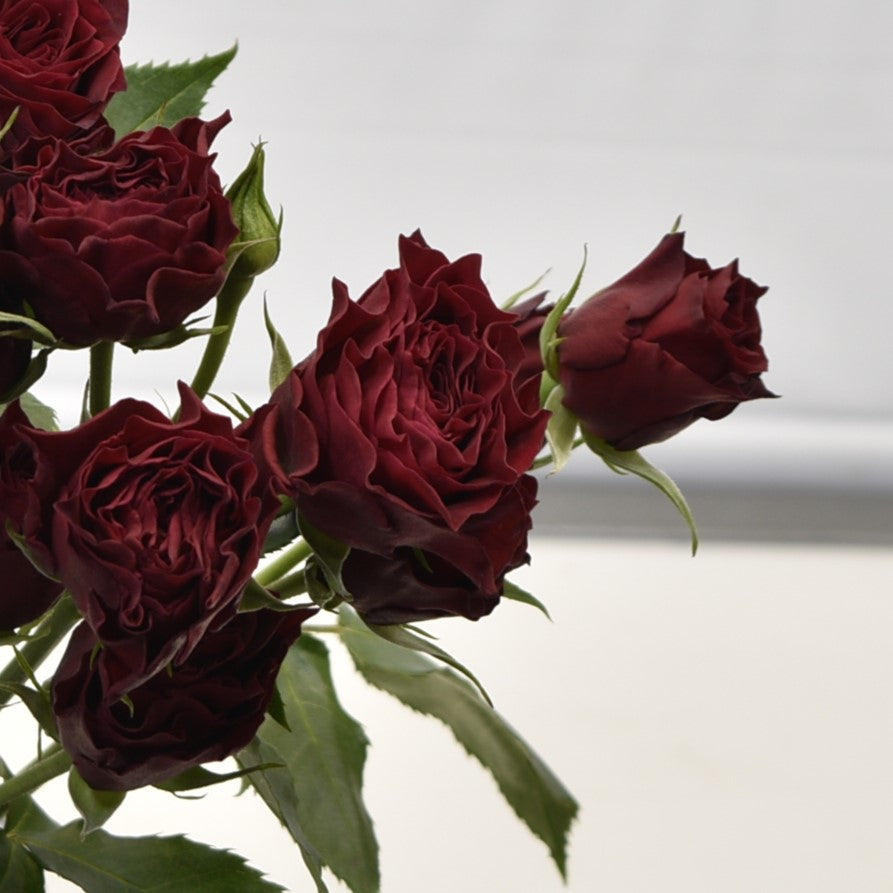 Rose Spray Saona 