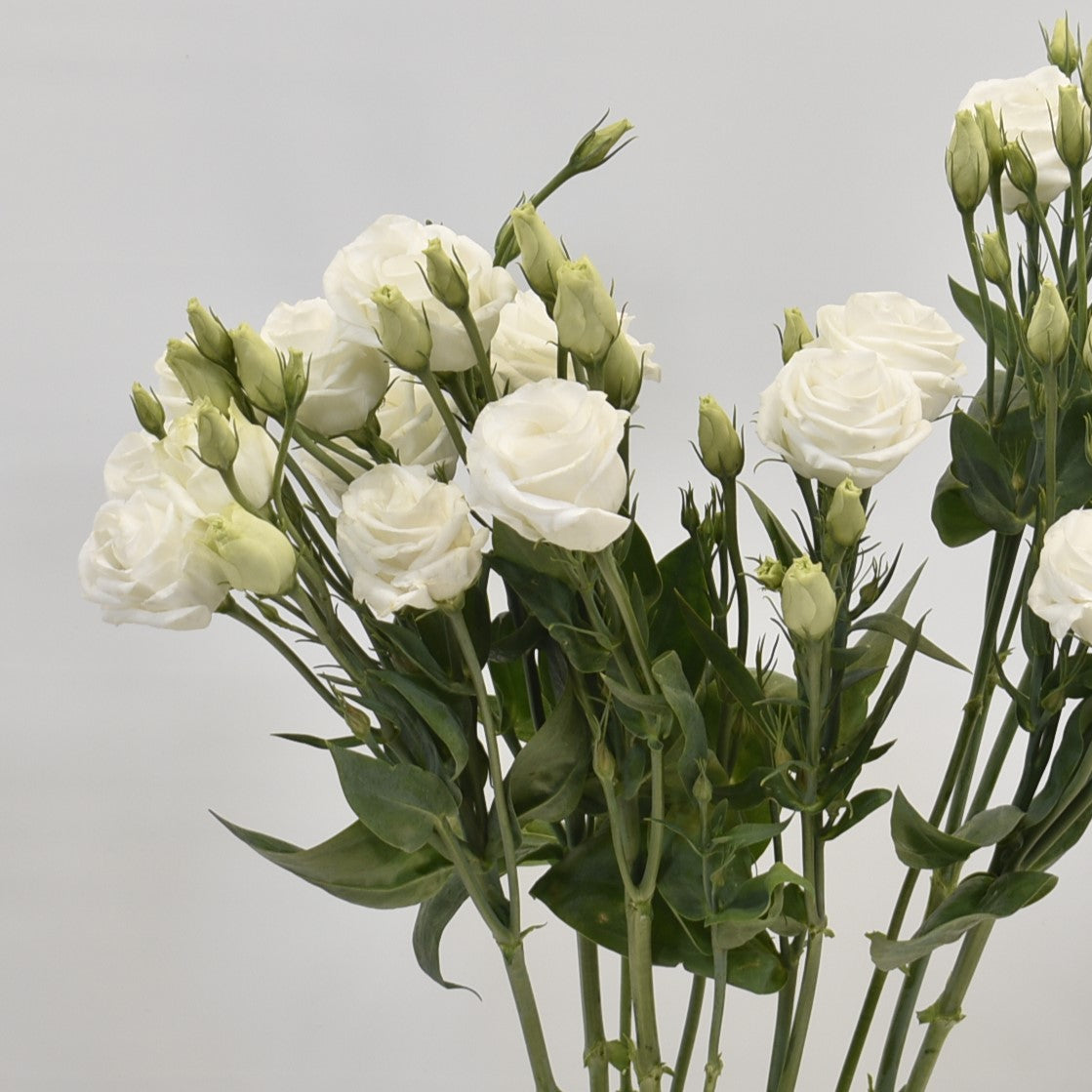 LISIANTHUS DBL WHITE 