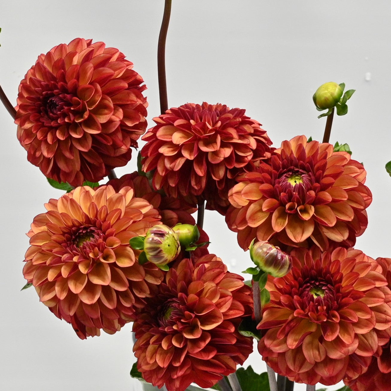 DAHLIA ASSORTED SMALL 