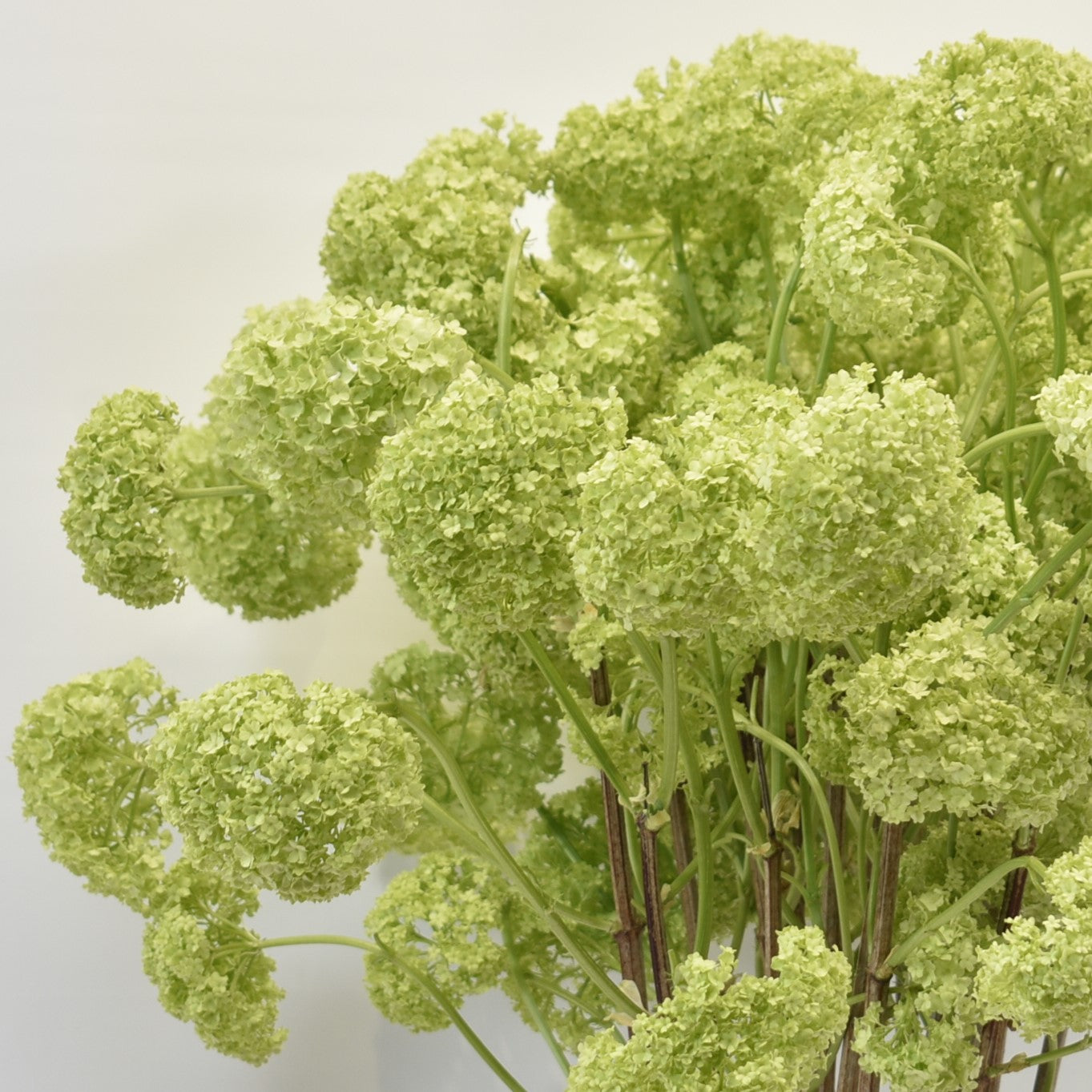 VIBURNUM LONG 