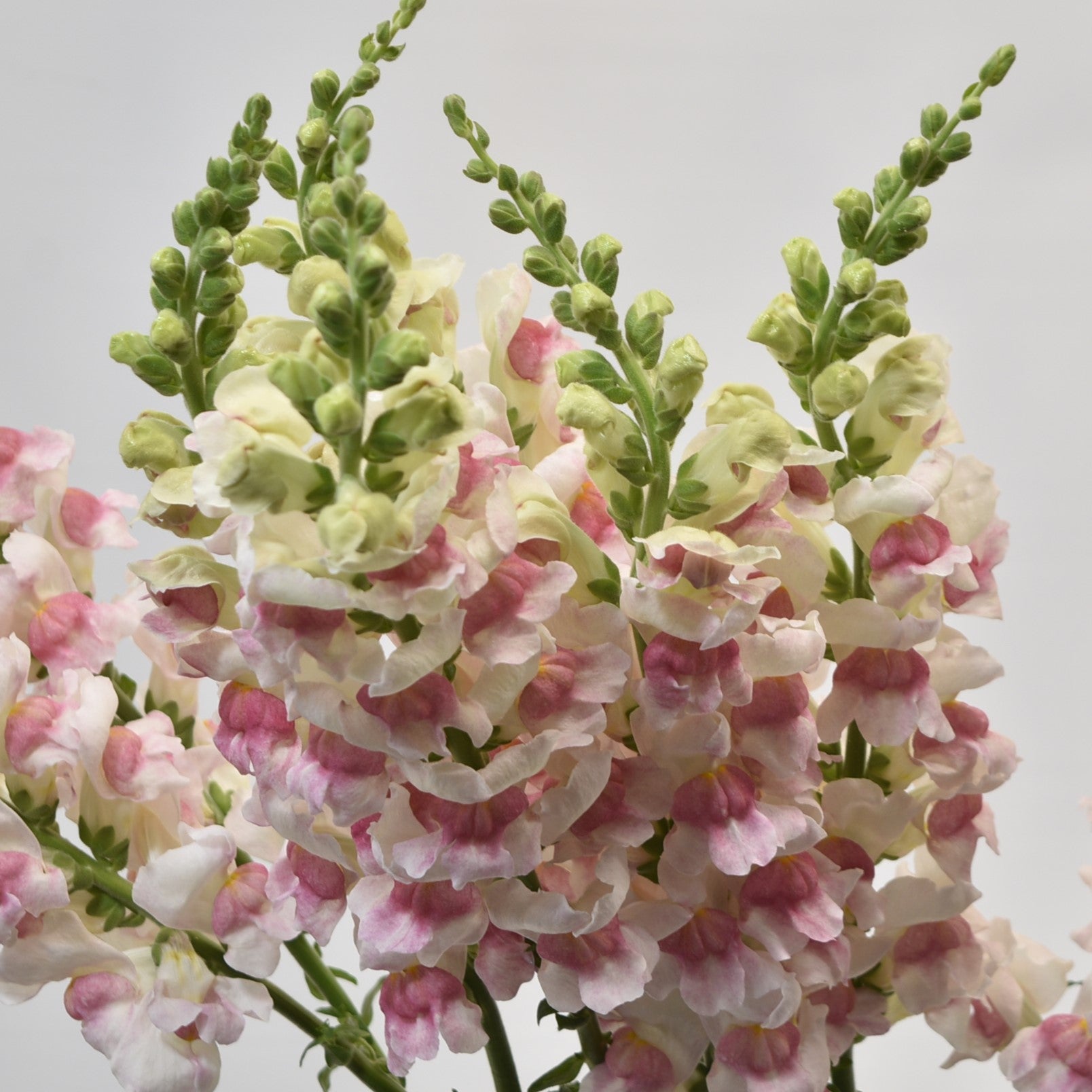 SNAPDRAGON APPLE BLOSSOM 