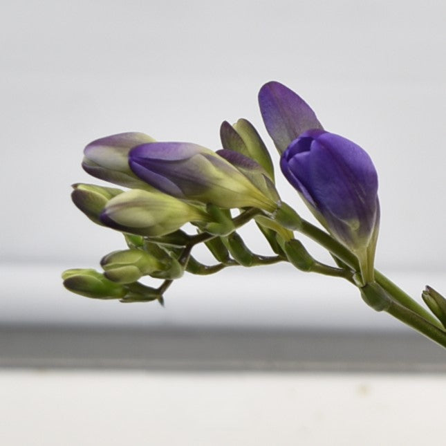 FREESIA PURPLE 