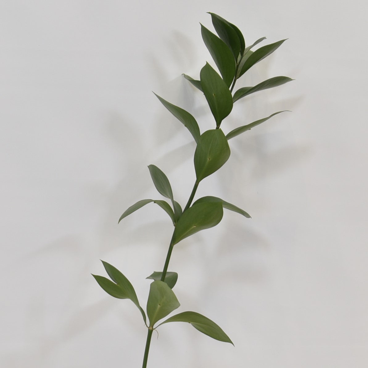 RUSCUS ISRAELI 