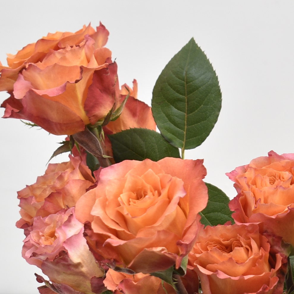 Rose Free Spirit 
