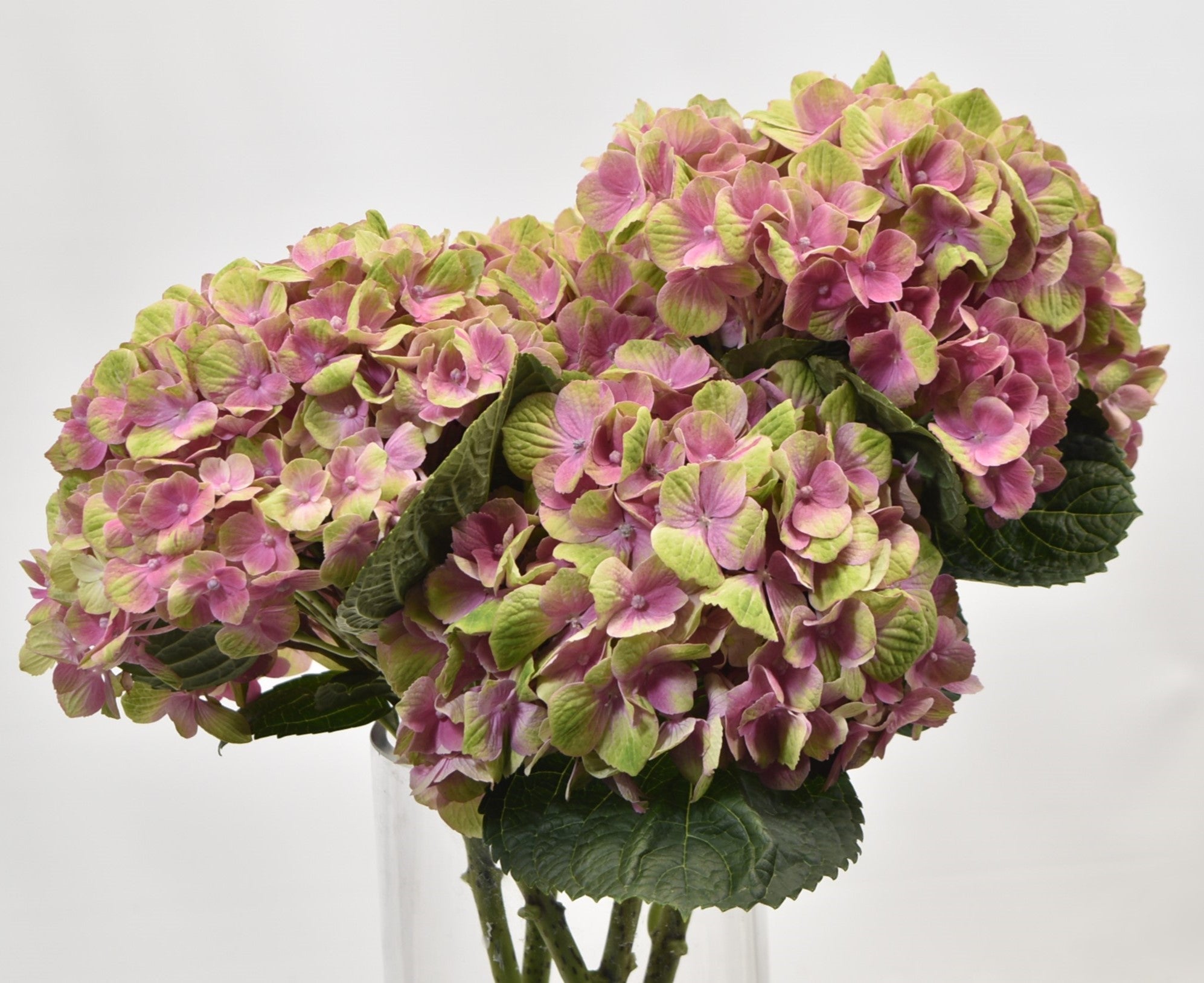 Hydrangea Magical Amethyst 