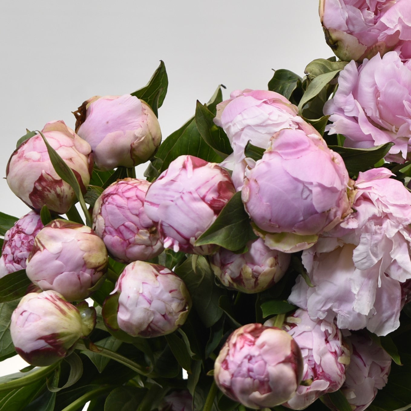 PEONY SARAH BERNHARDT 