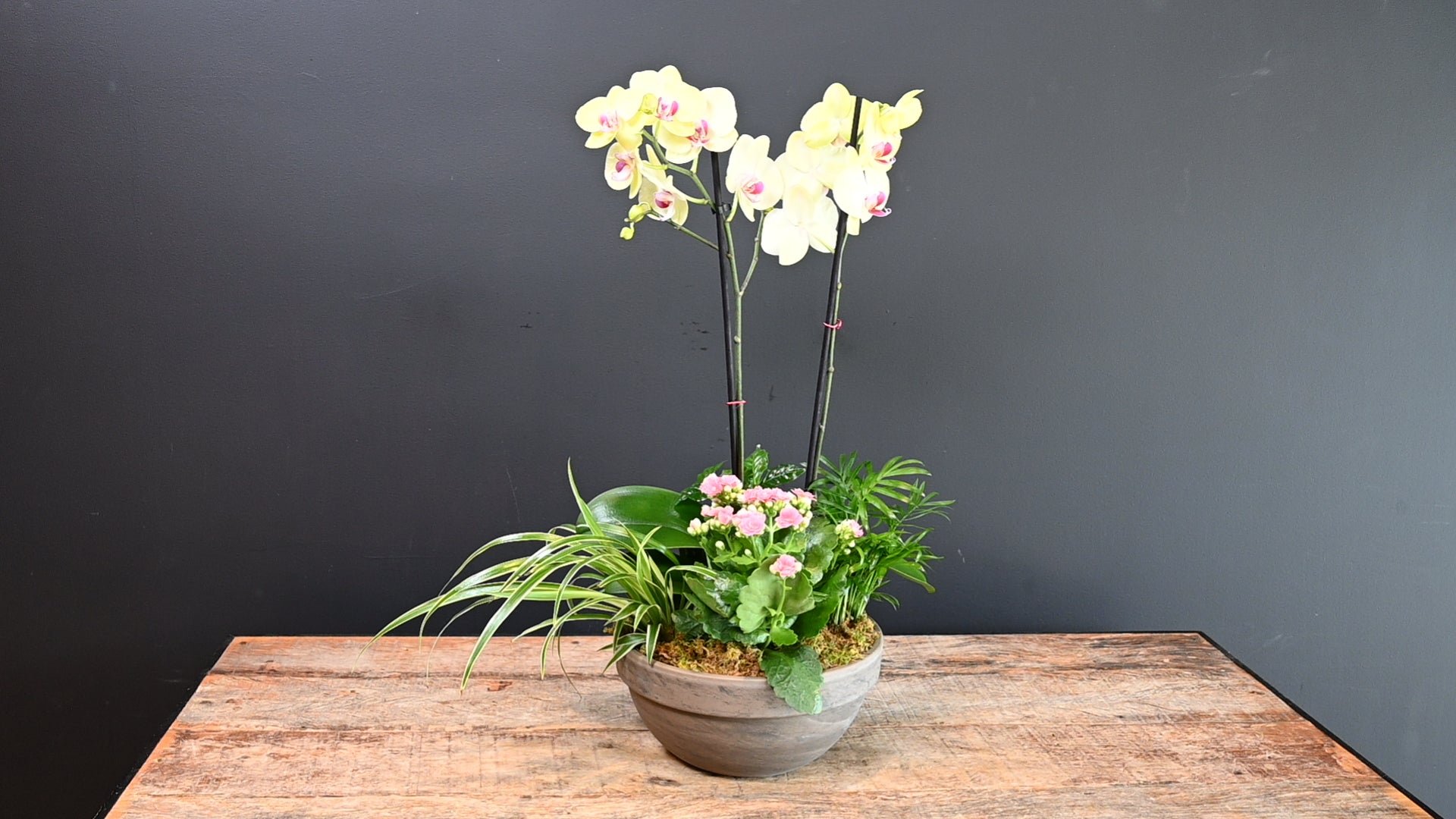 Orchid Oasis 