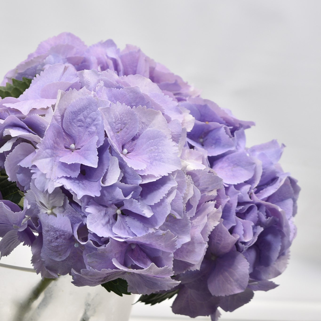 Hydrangea Royal Benefit 