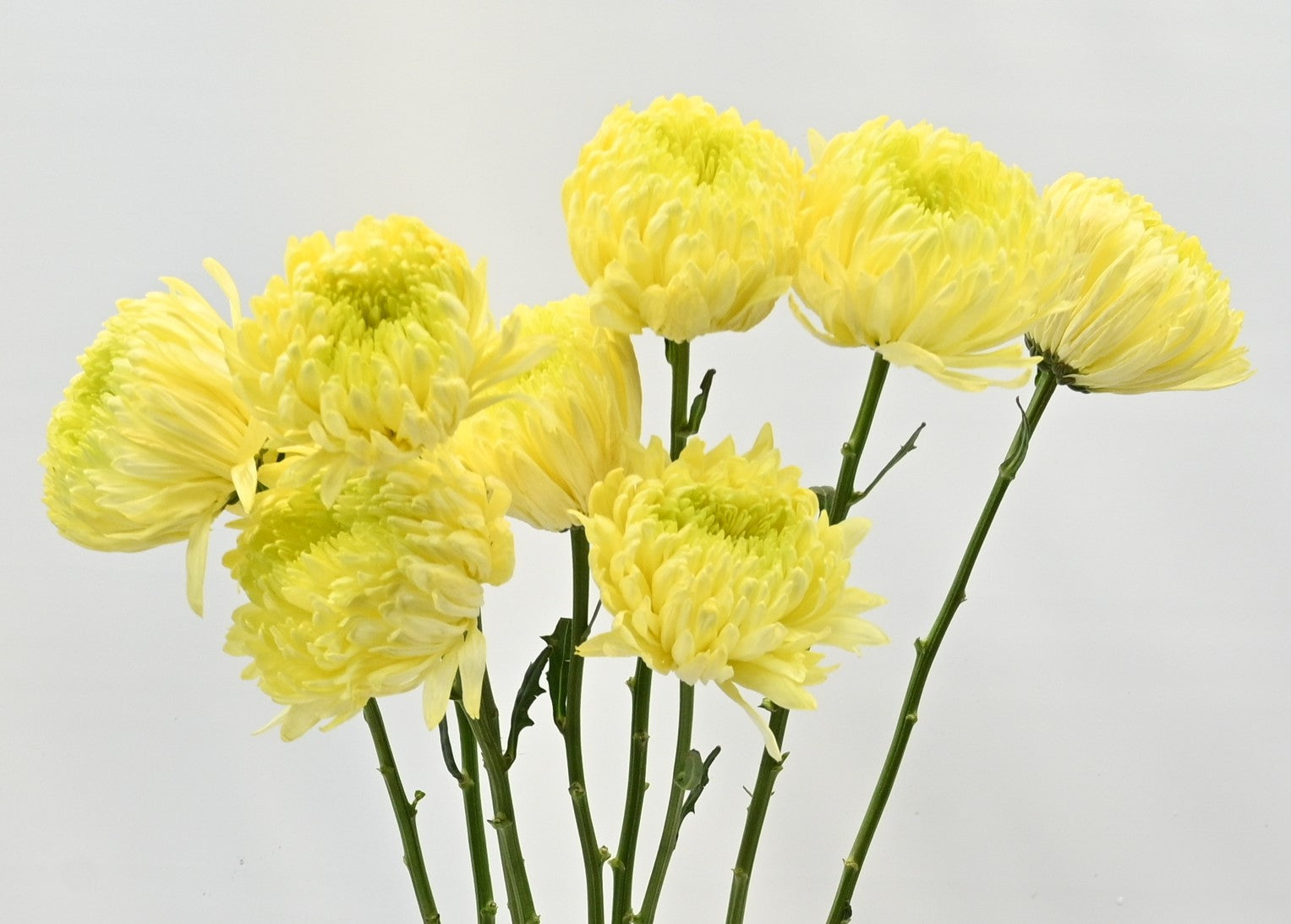 Cremone Magnum Yellow 