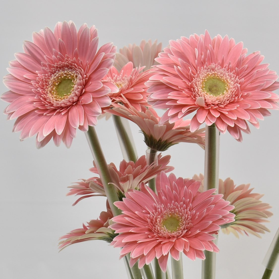 GERBERA SUGARBABE 