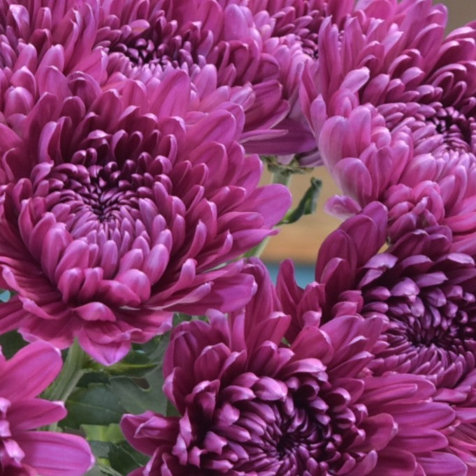 CREMONE PURPLE 