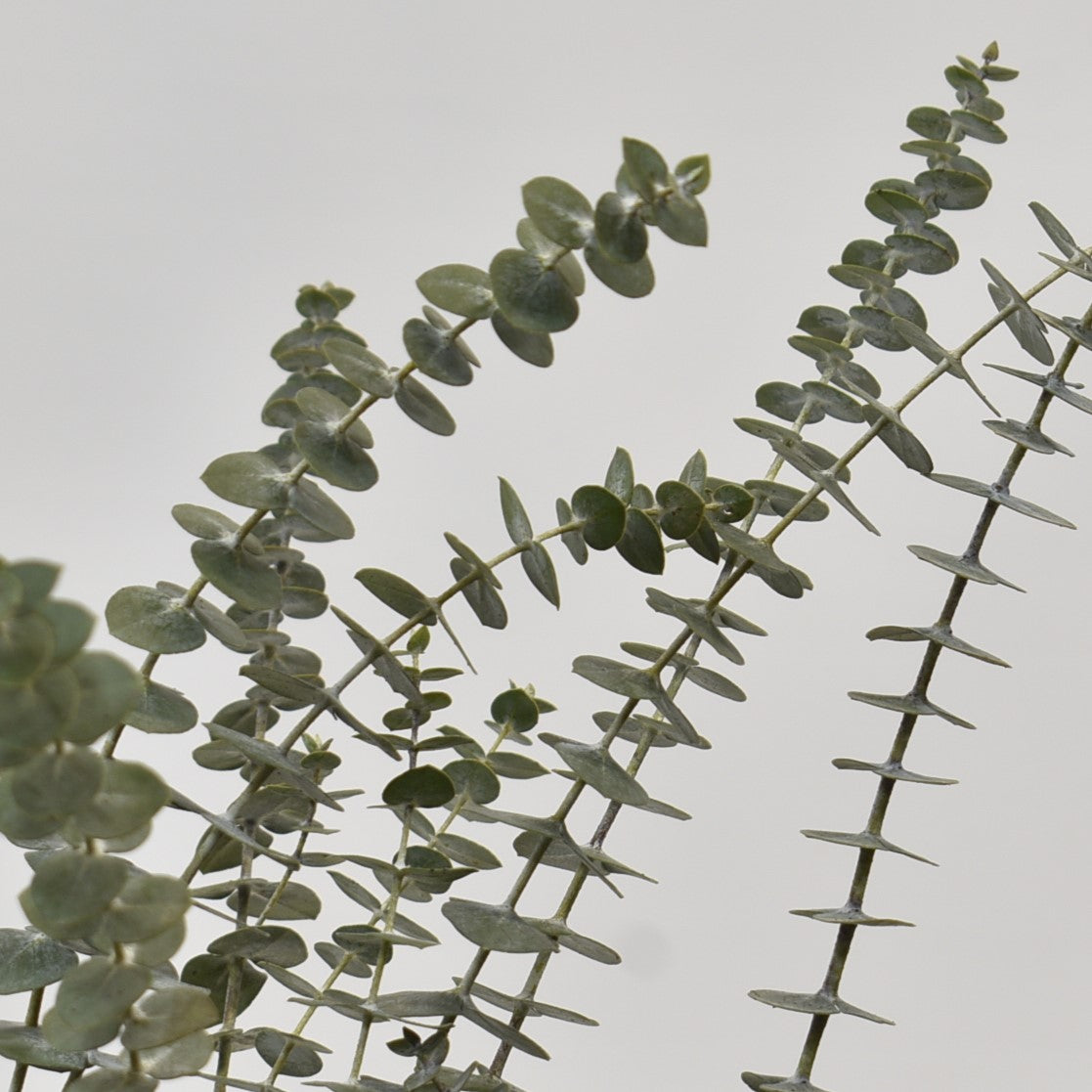 EUCALYPTUS BABY 300g 