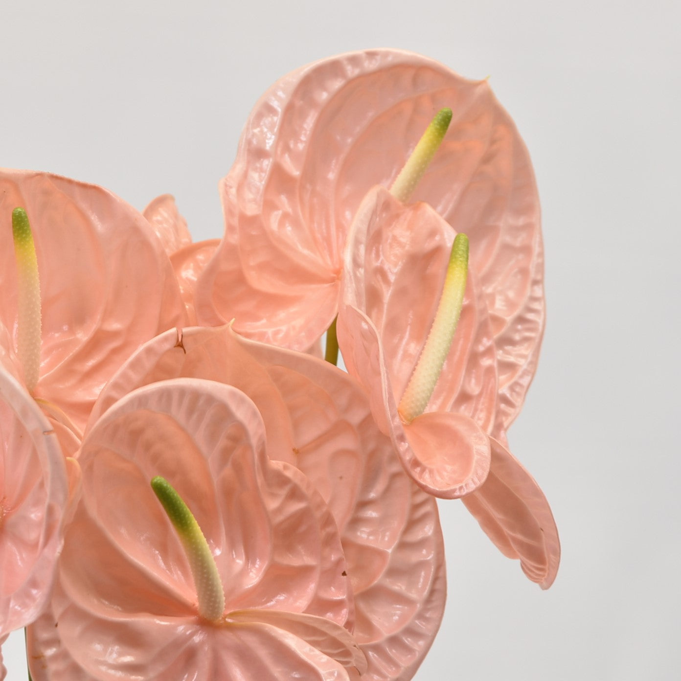 Anthurium Kuduro 