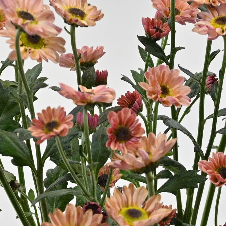 CHRYSANTHEMUM ASSORTED 