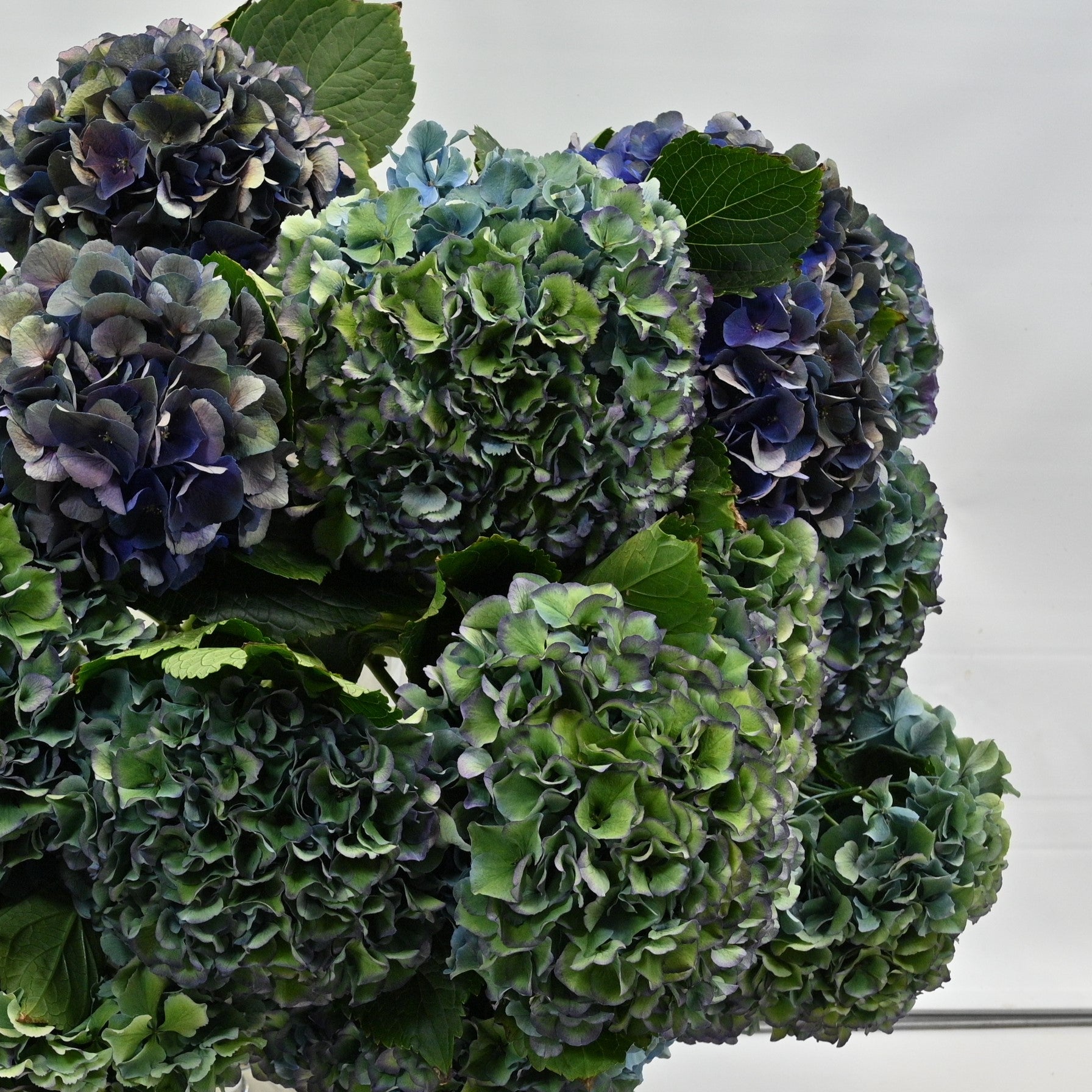 Hydrangea Blue Parade 
