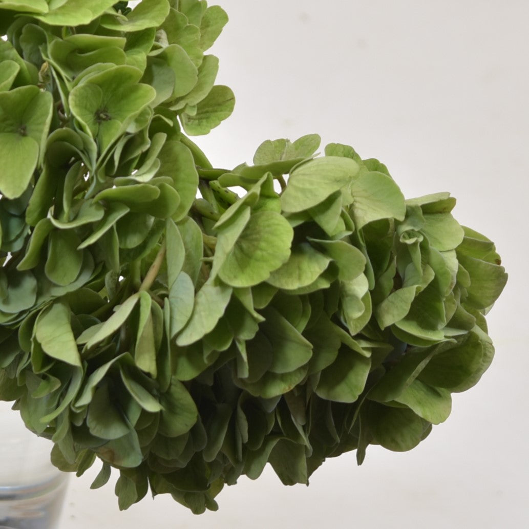 HYDRANGEA SELVA VERDE GREEN 