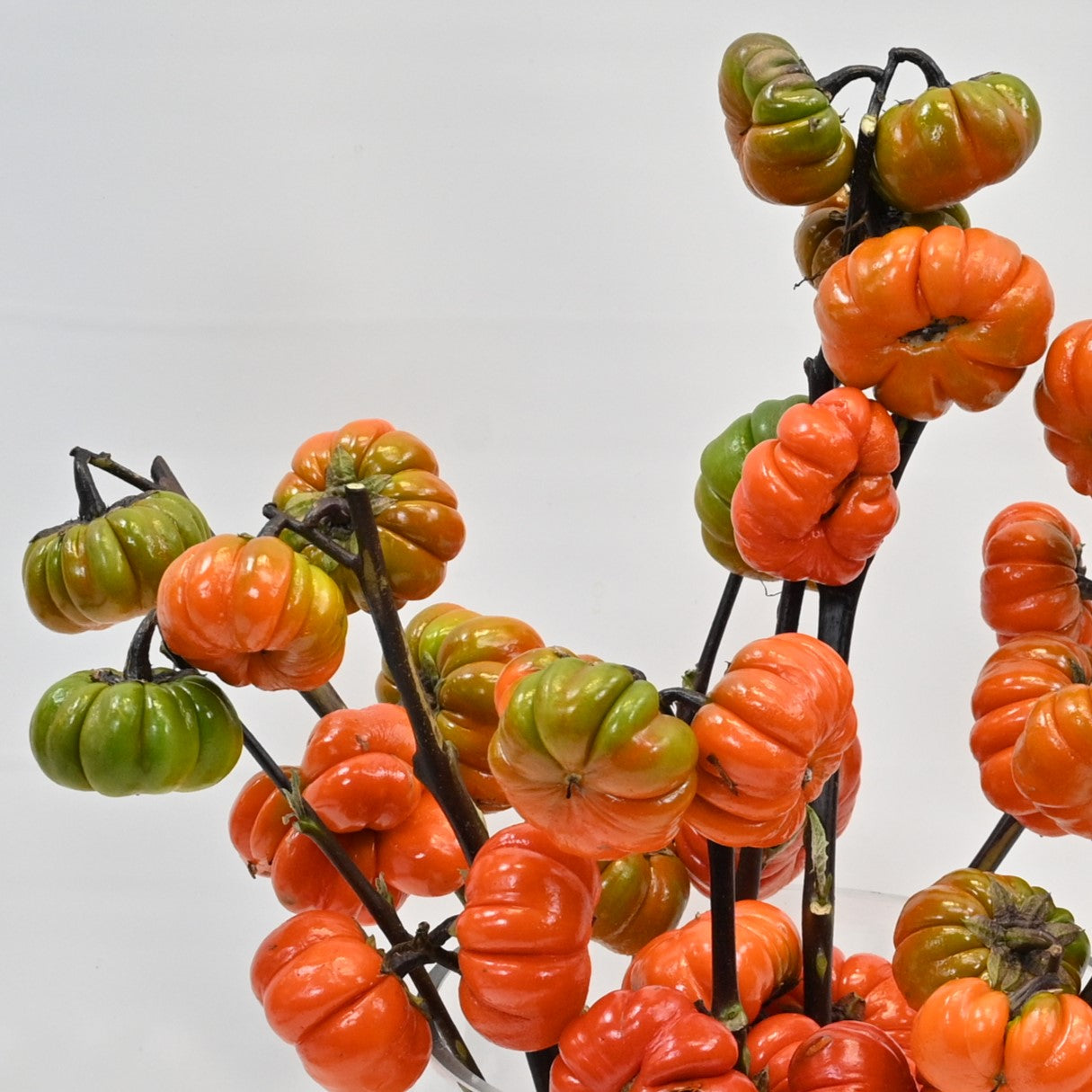 SOLANUM 