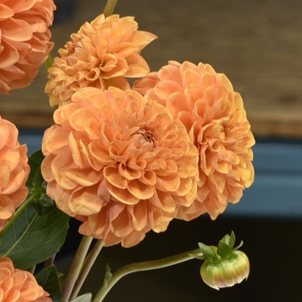 Dahlia Orange 