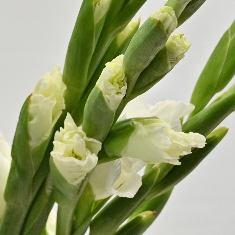 GLADIOLA WHITE 
