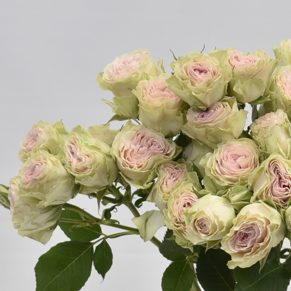 Rose Spray Fibonacci Yantra 