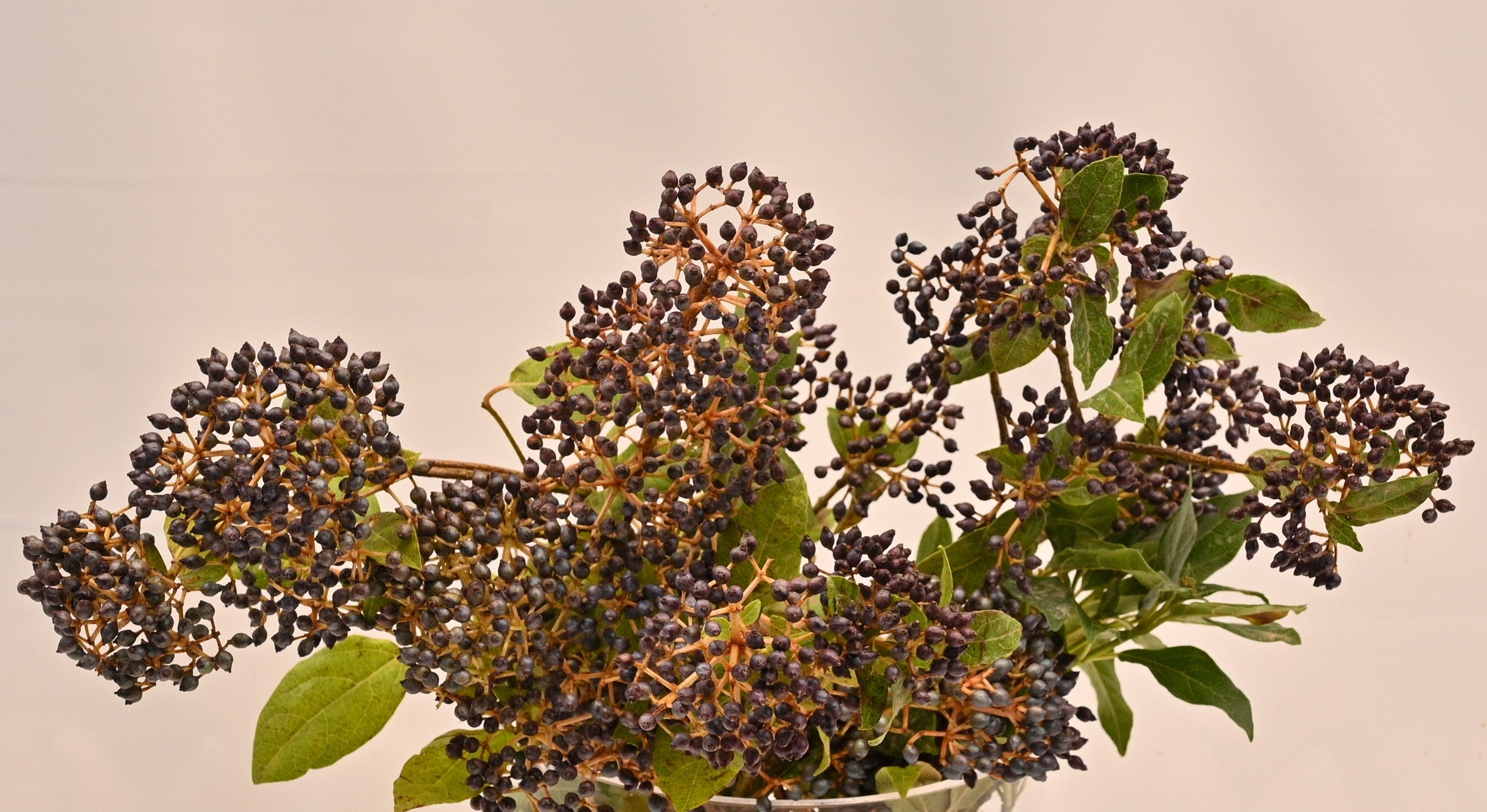 1 VIBURNUM TINUS 250g 
