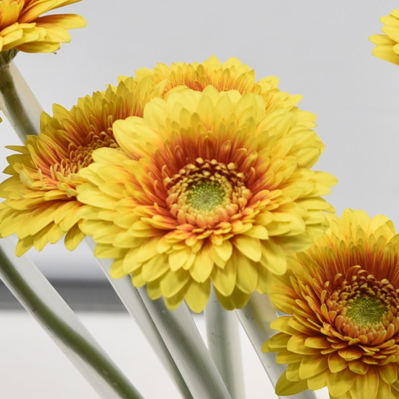 GERBERA MINI FREDDY 