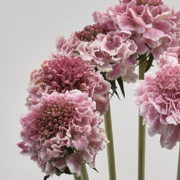 Scabiosa Cotton Candy Scoop 