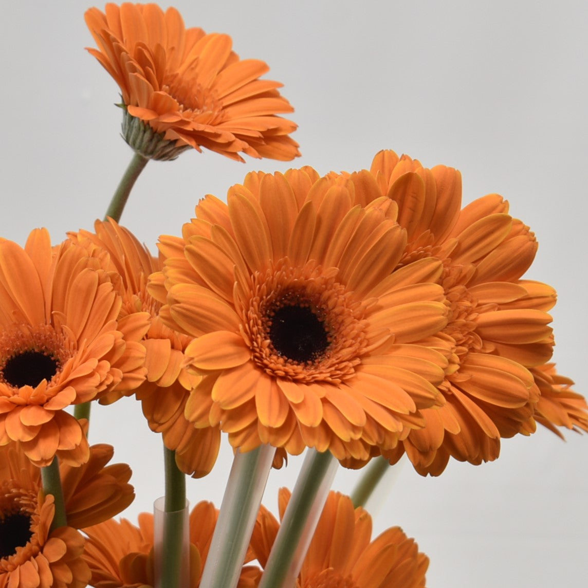GERBERA ALEX 