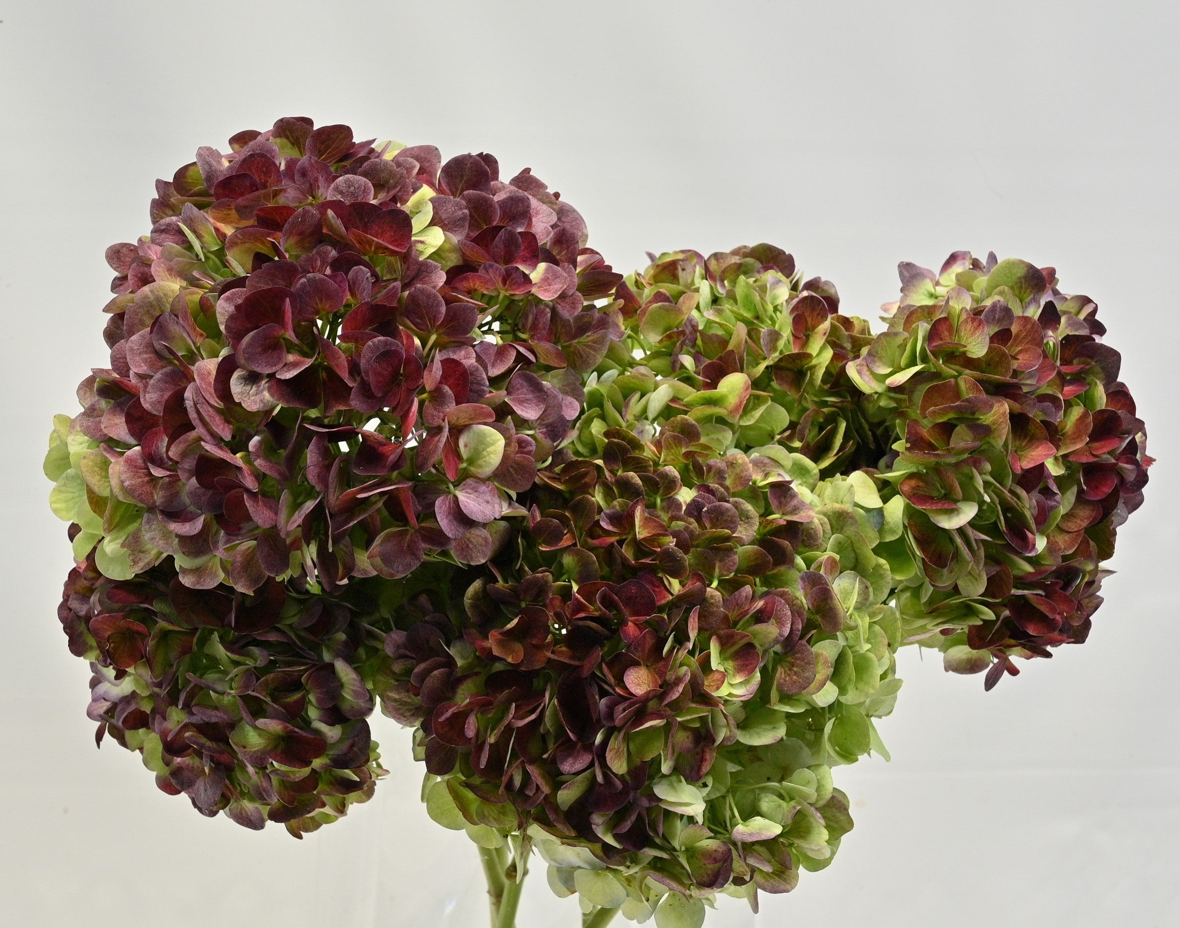 Hydrangea Antique Red 