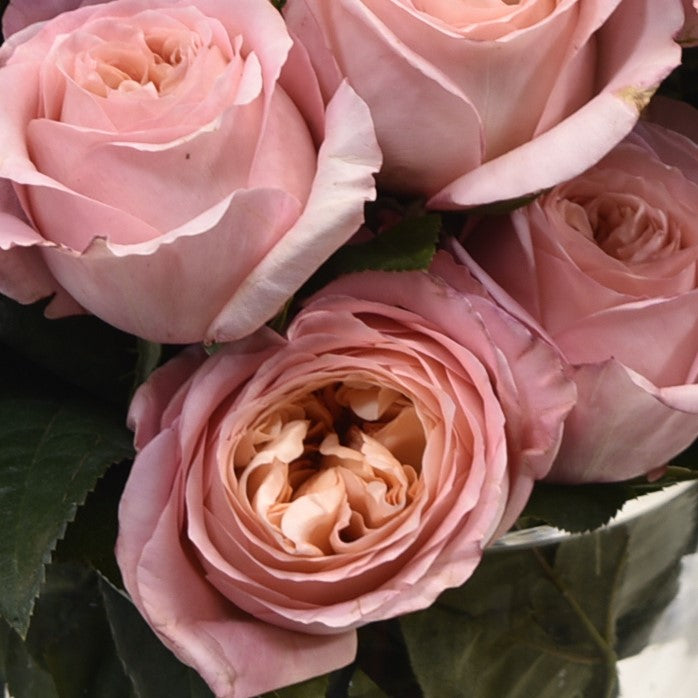 ROSE CAMPANELLA 