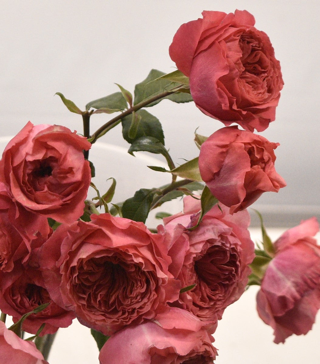 Rose Spray Boomerang 