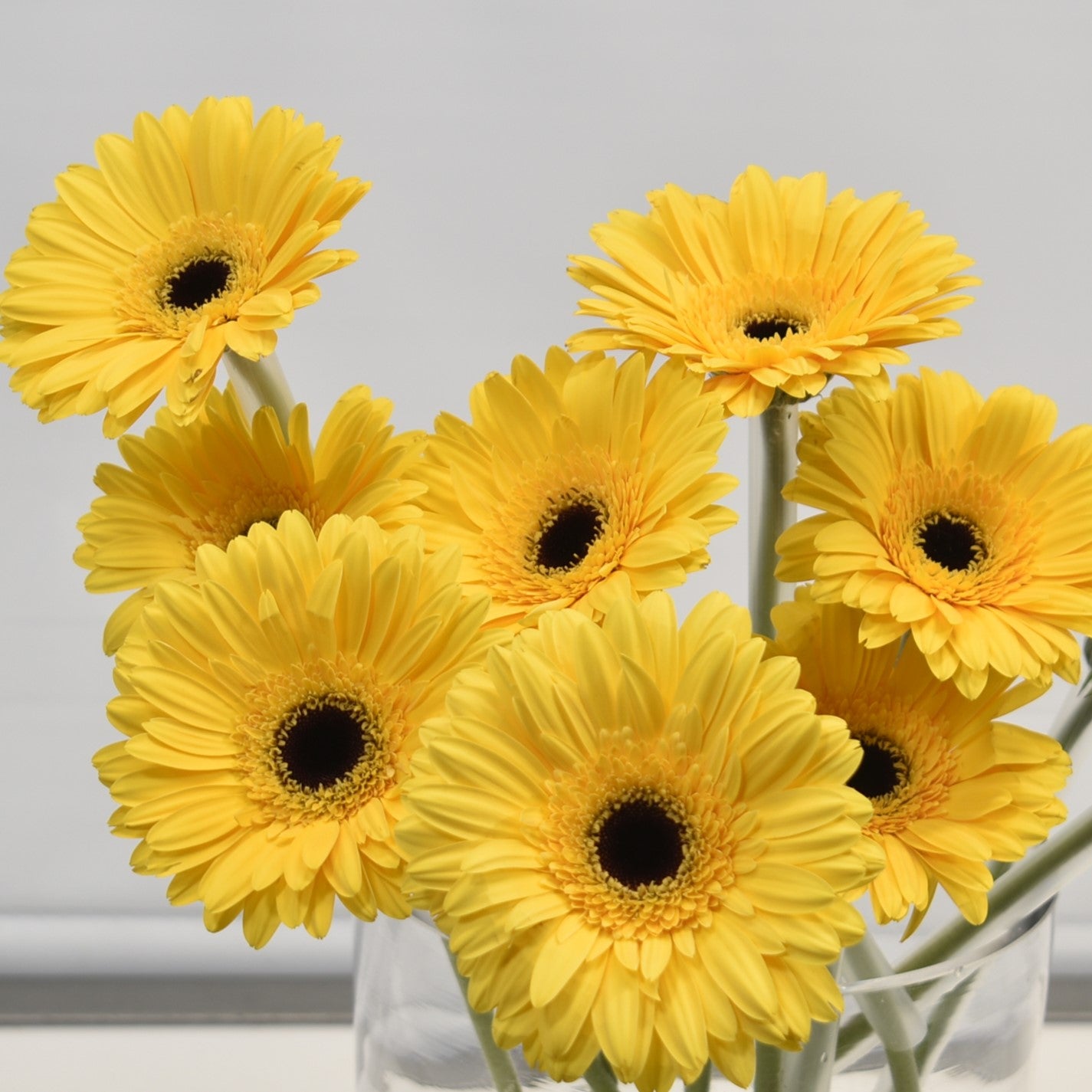 GERBERA MALONE 