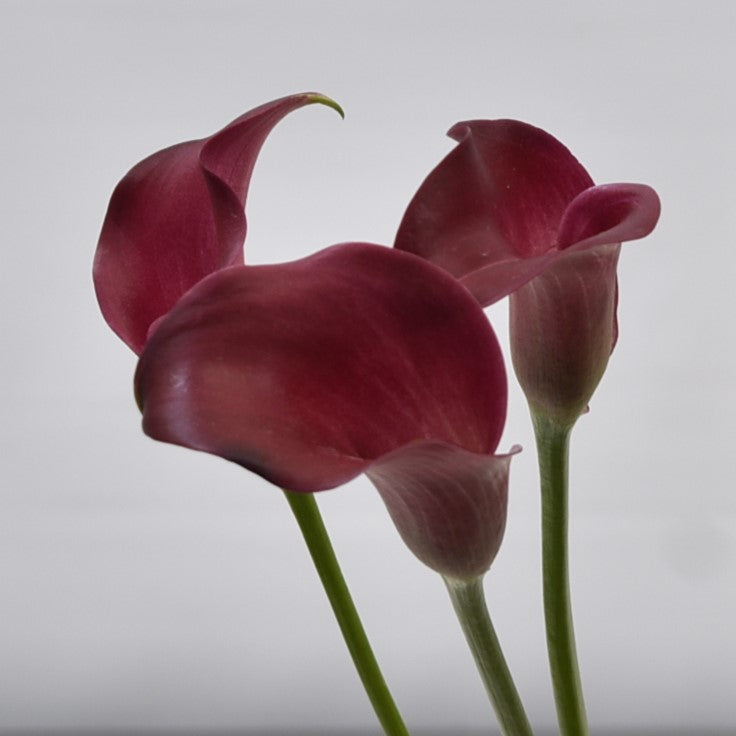 CALLA SM RED WINE 