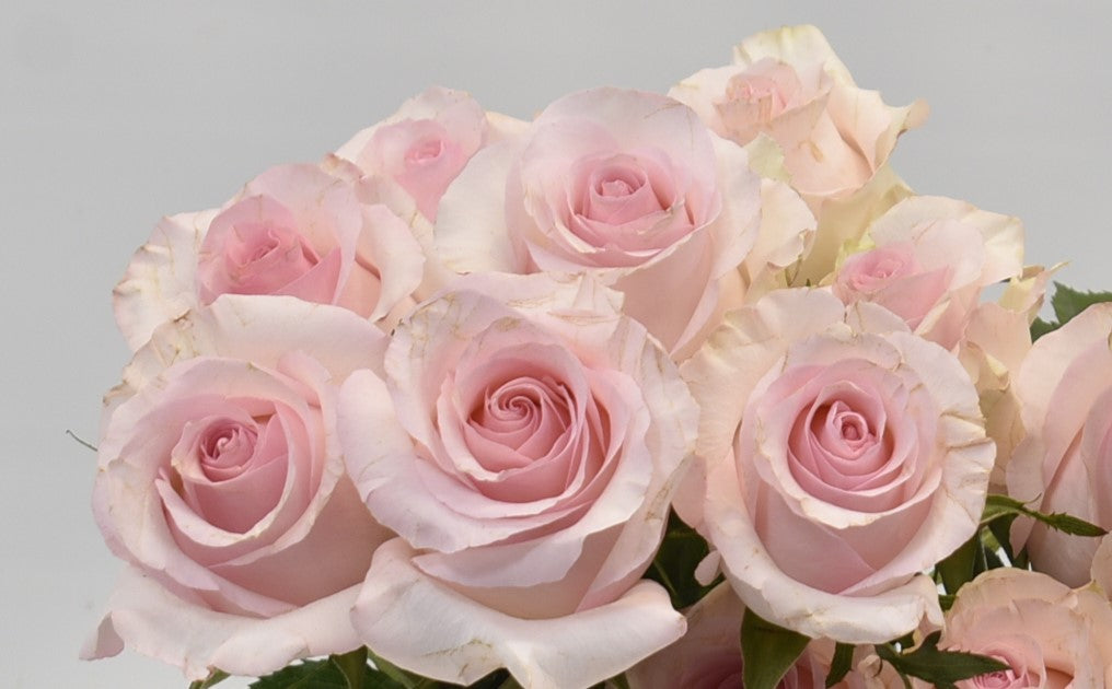 ROSE NENA 
