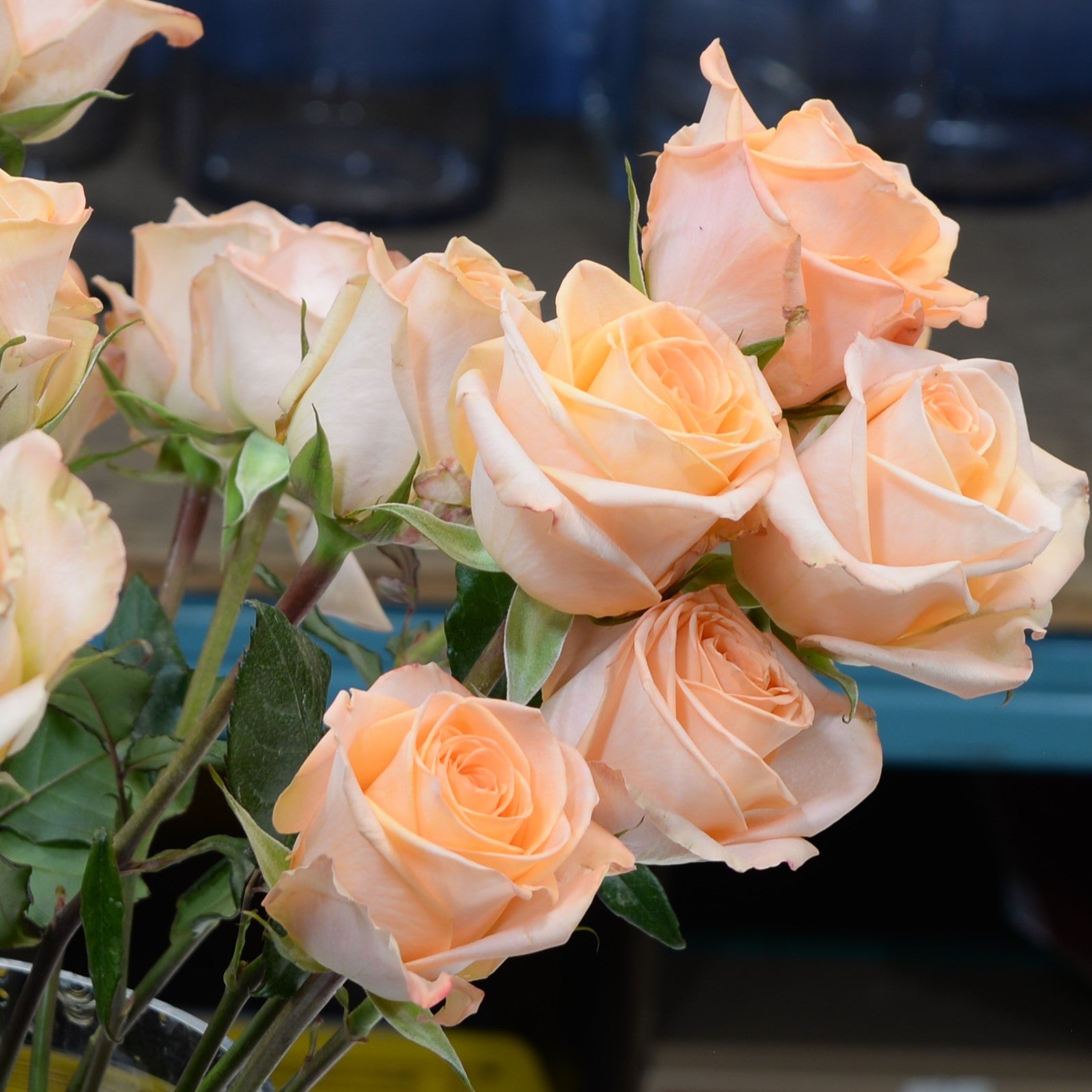 ROSE TIFFANY 