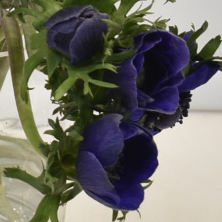 ANEMONE BLUE 
