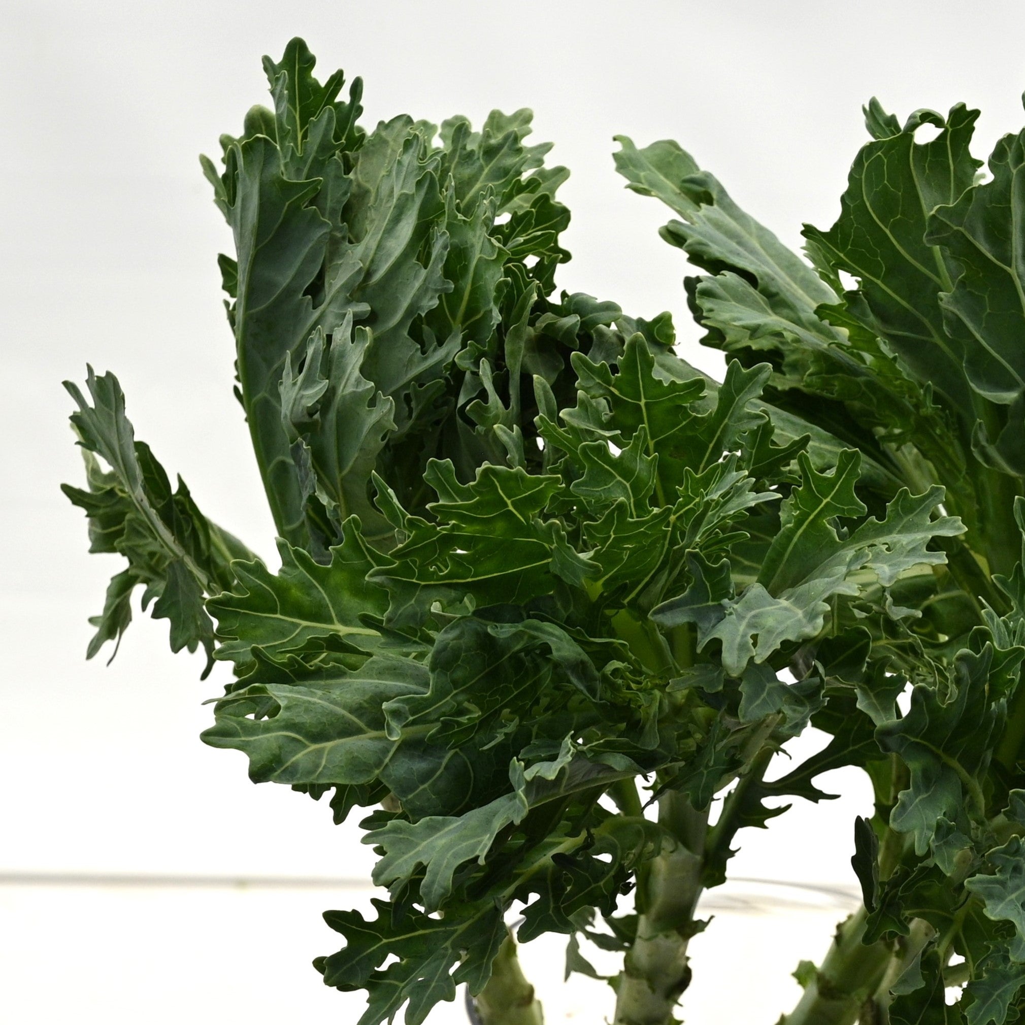 Kale Green Curly 
