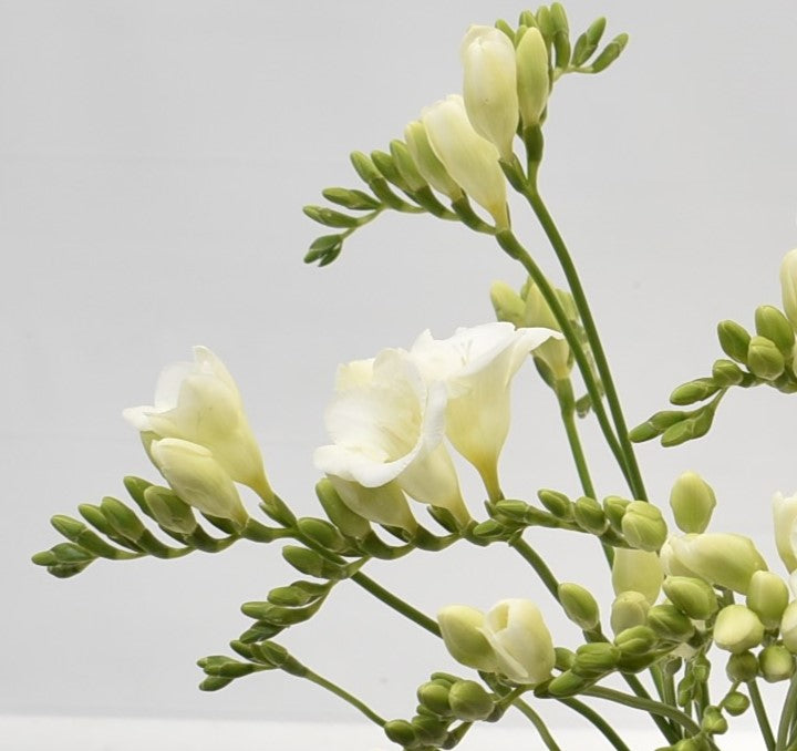 FREESIA WHITE 