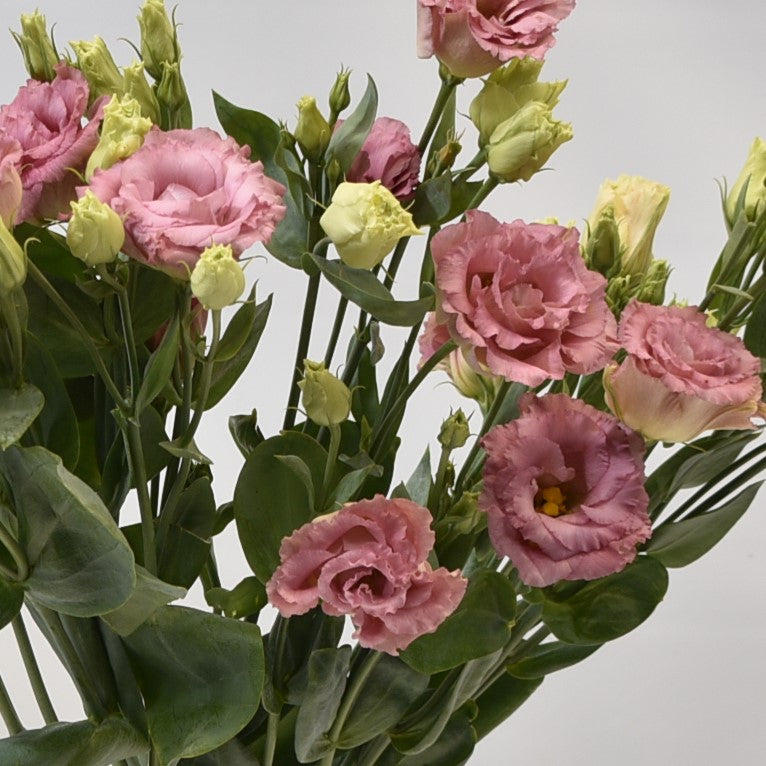 LISIANTHUS DOUBLE NOVELTY 