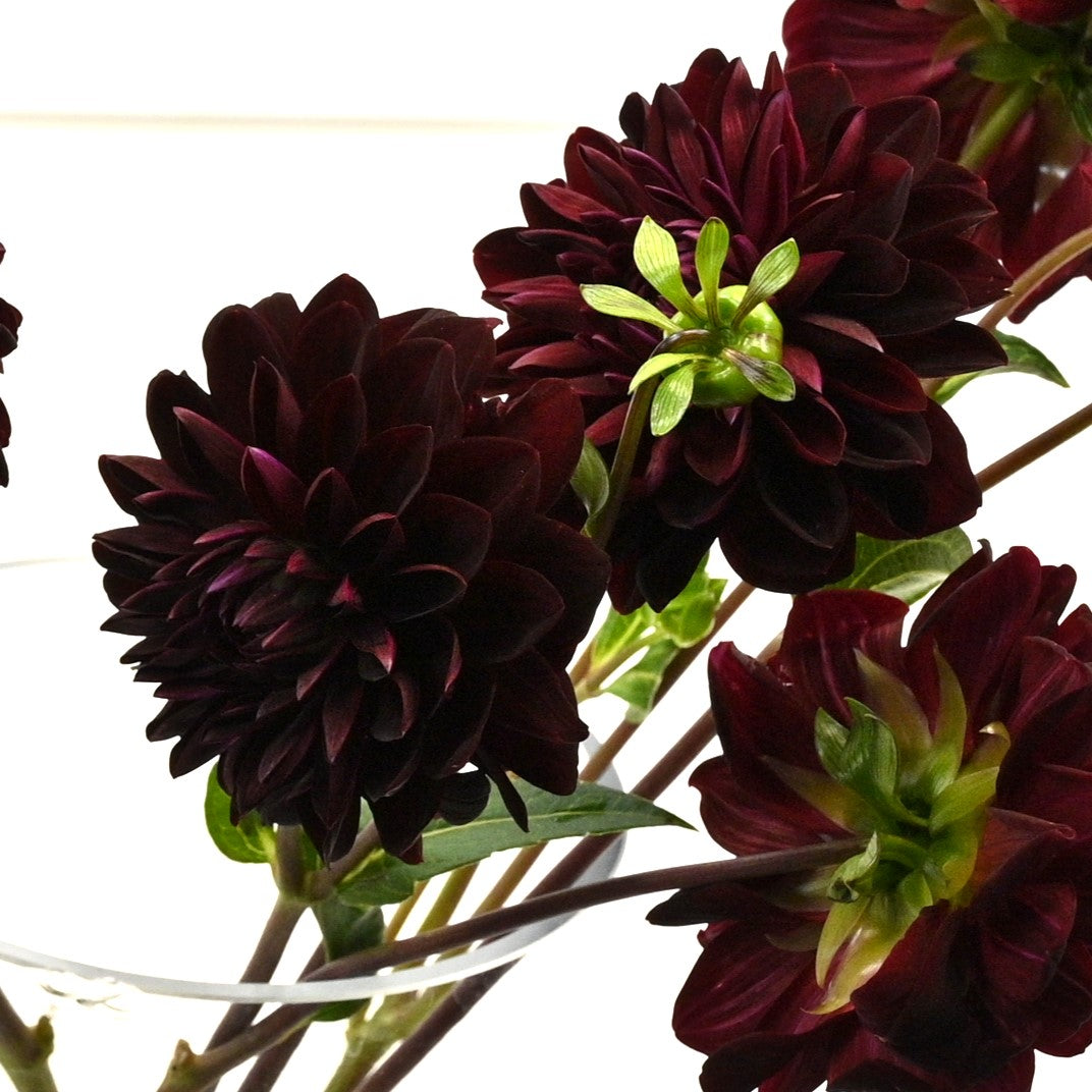 DAHLIA BURGUNDY 