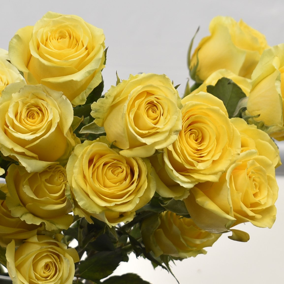 ROSE HIGH & EXOTIC 