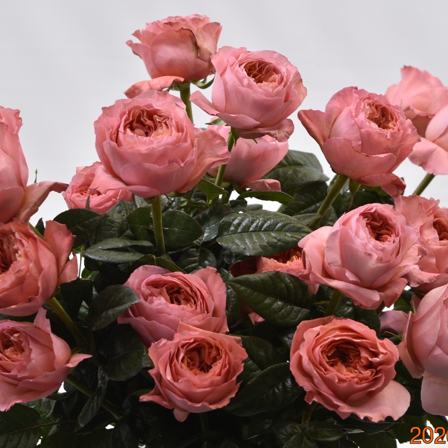 Rose Candy Xpression 