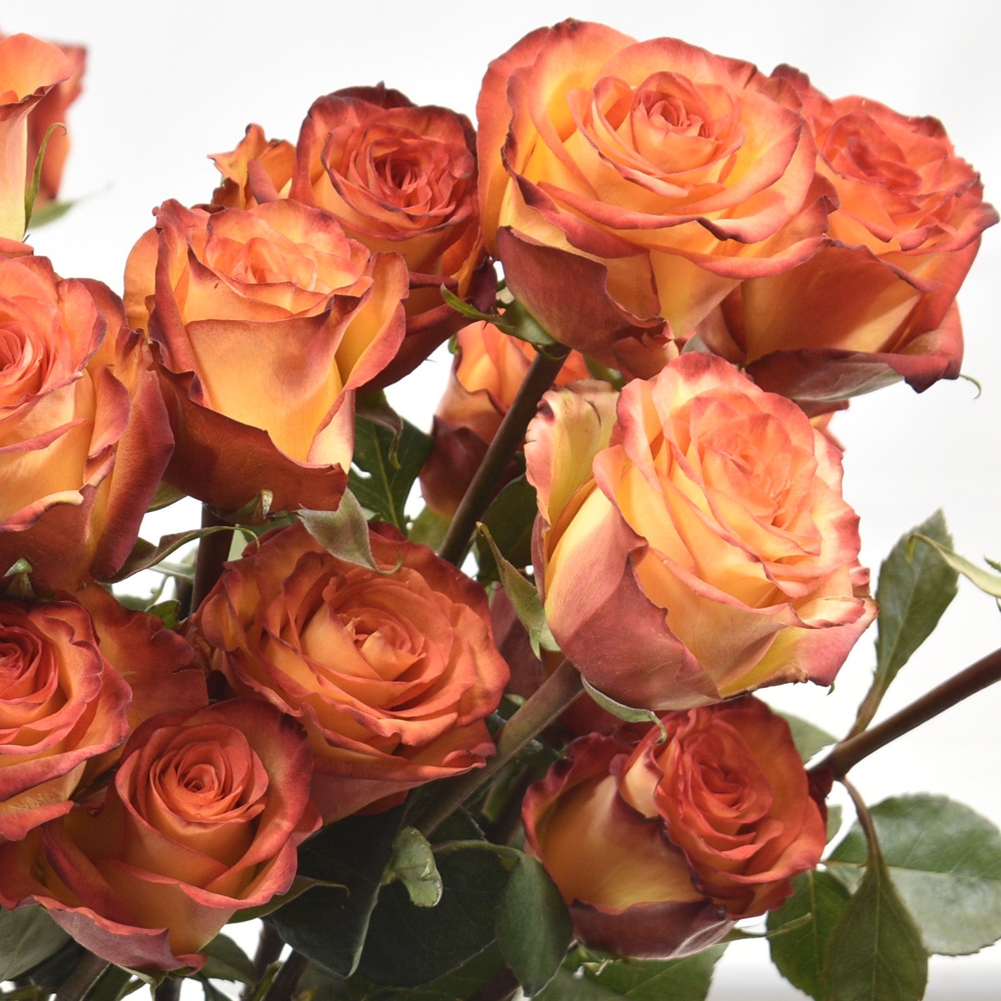ROSE HIGH & MAGIC 