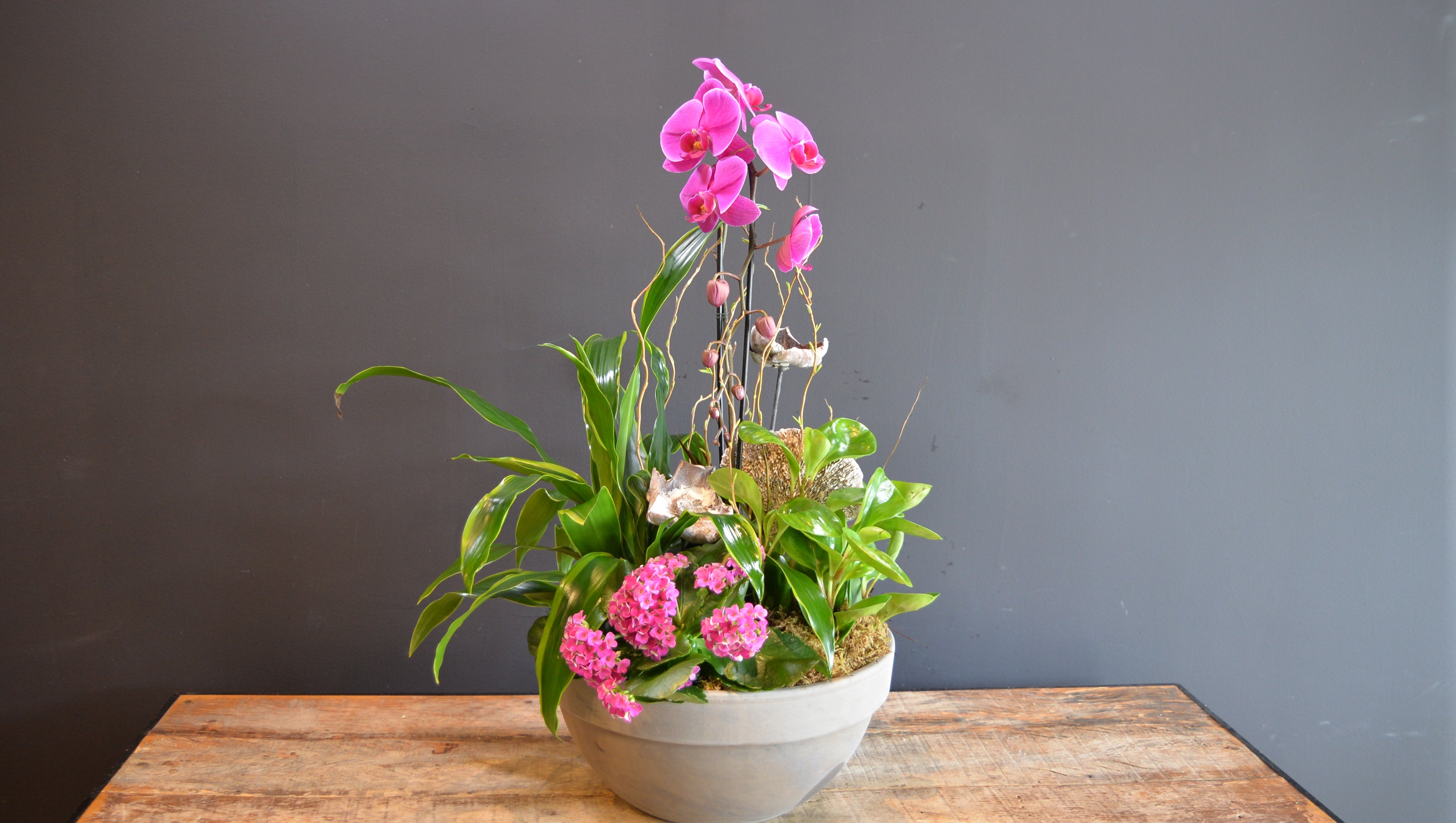 Fuchsia Wildfall Garden 