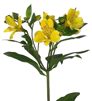 ALSTROEMERIA VOYAGER 